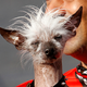 Illustration for article titled 10 Years Of The Worlds Ugliest Dogs